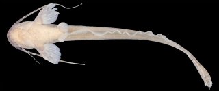 Silurichthys marmoratus