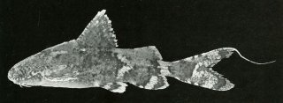Erethistes filamentosus