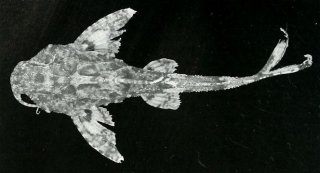Erethistes hara