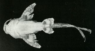 Erethistes hara