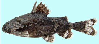 Erethistes koladynensis