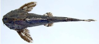 Erethistes koladynensis