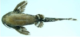 Erethistes koladynensis