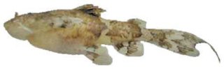 Erethistes nareshi