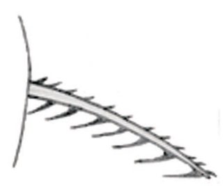 Erethistes nareshi