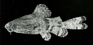 Erethistes spinulus
