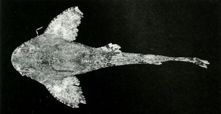 Erethistes spinulus