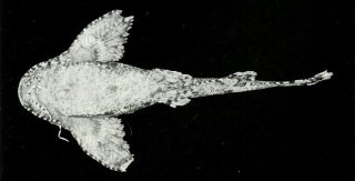 Erethistes spinulus