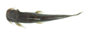 Exostoma mangdechhuense