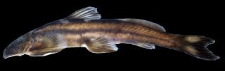 Exostoma sectile