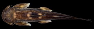 Exostoma sectile