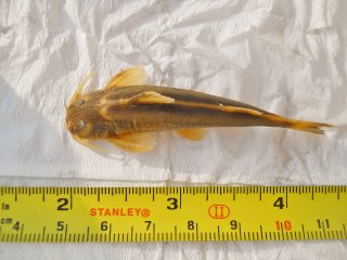 Glyptothorax cf. pectinopterus