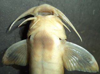 Glyptothorax chavomensis