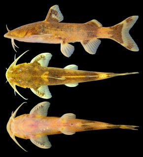 Glyptothorax macromaculatus