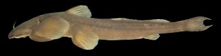Oreoglanis brevicula