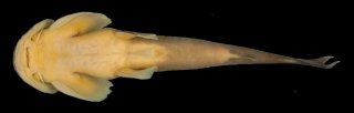 Oreoglanis brevicula