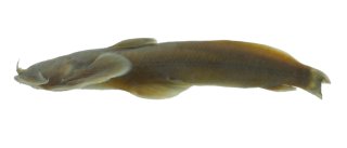 Parachiloglanis benjii