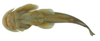 Parachiloglanis benjii