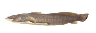 Parachiloglanis bhutanensis