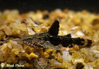 Pseudolaguvia muricata