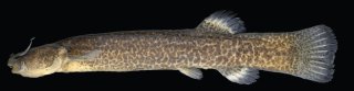 Cambeva atrobrunnea