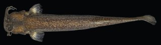 Cambeva atrobrunnea