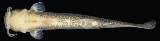 Cambeva atrobrunnea