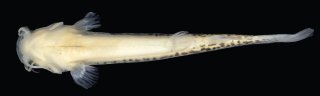 Cambeva atrobrunnea