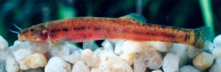 Cambeva difficilis
