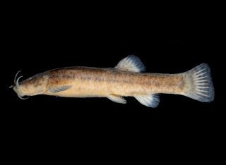 Cambeva difficilis