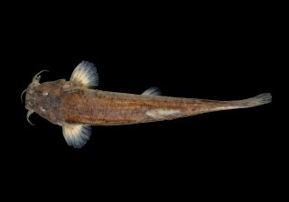 Cambeva difficilis