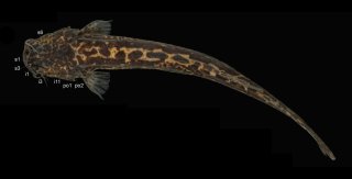 Cambeva flavopicta