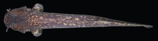 Cambeva luteoreticulata