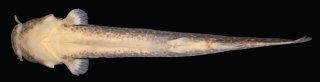 Cambeva luteoreticulata