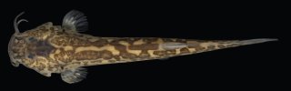 Cambeva luteoreticulata