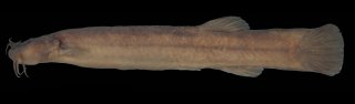 Cambeva perobana