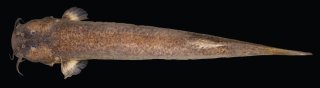 Cambeva rotundipinna