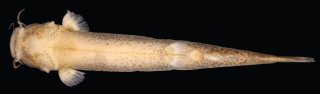 Cambeva rotundipinna