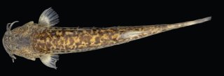 Cambeva rotundipinna