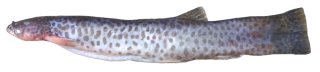 Ituglanis laticeps