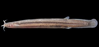 Listrura bernunssa