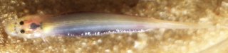 Paravandellia alleynei
