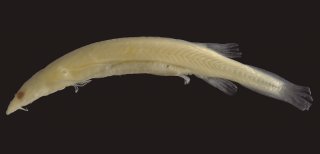 Paravandellia vampyra