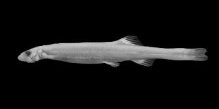 Common member of the genus Schultzichthys