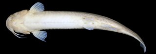 Trichomycterus berthalutzae