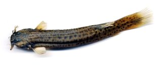 Trichomycterus caliensis