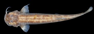 Trichomycterus fabioheppi