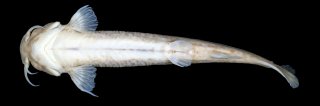 Trichomycterus fabioheppi