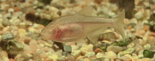 Astyanax jordani