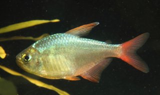 Hyphessobrycon columbianus